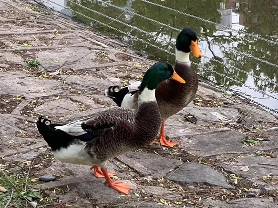 左蓝瘦右香菇(蓝瘦香菇,炖碗鸭汤)